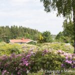 Ljungskile-TKH2016-4